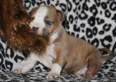 DDDawgs Krueger (AI)